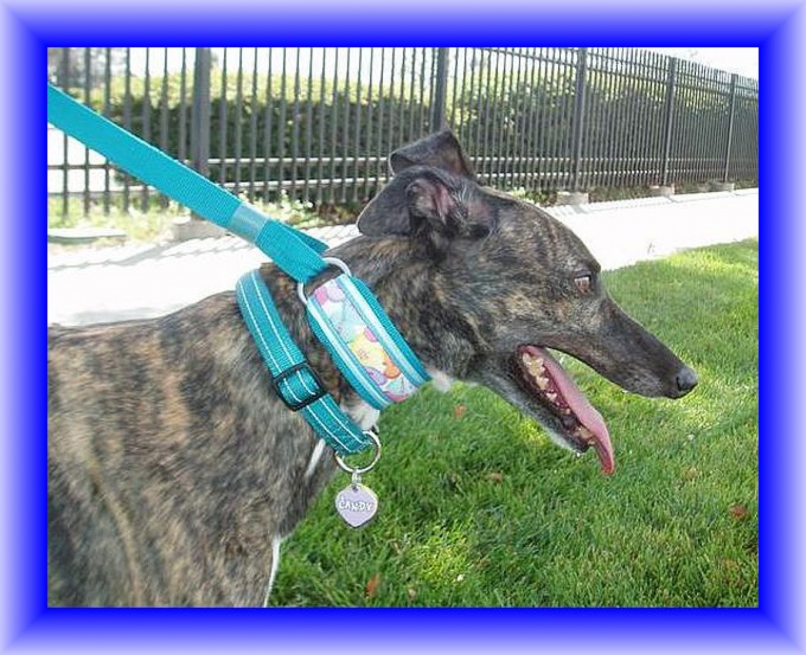 Jansmartingales, Brown Walking Lead, Martingale Dog Collar Leash